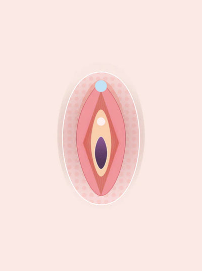 Female sexual & vagina anatomy - a complete guide with diagrams