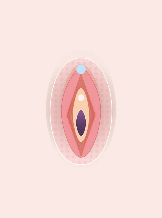 Female sexual & vagina anatomy - a complete guide with diagrams